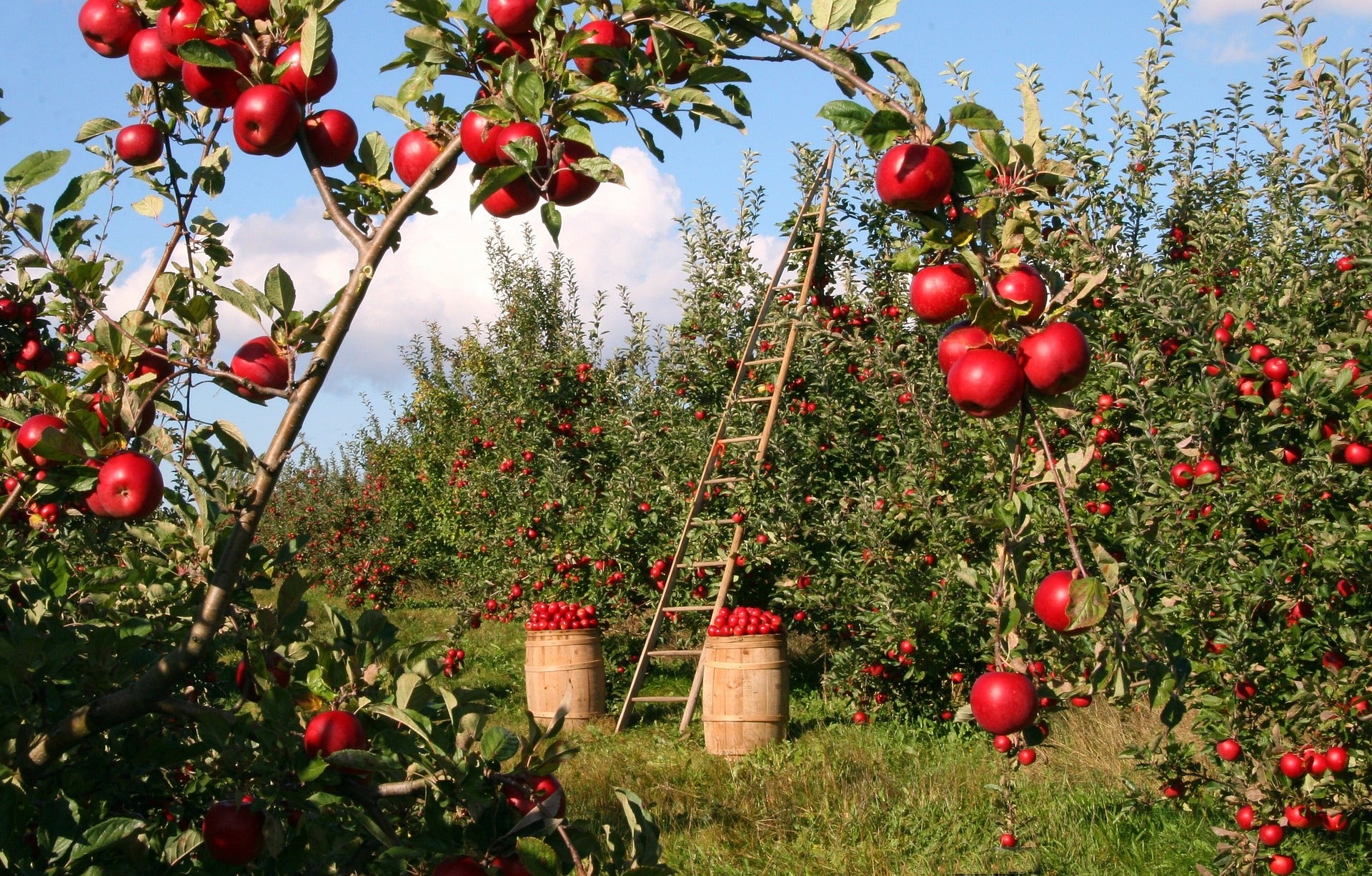Ein Garten mit vielen Apfelbäumen. Alle Äpfel sind rot 