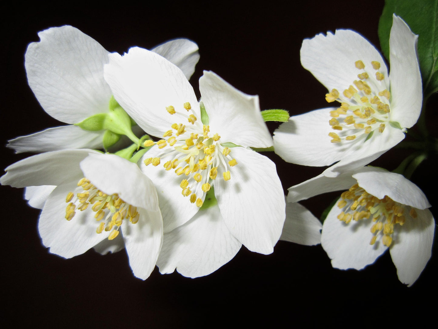 Eine weiße Jasminpflanze